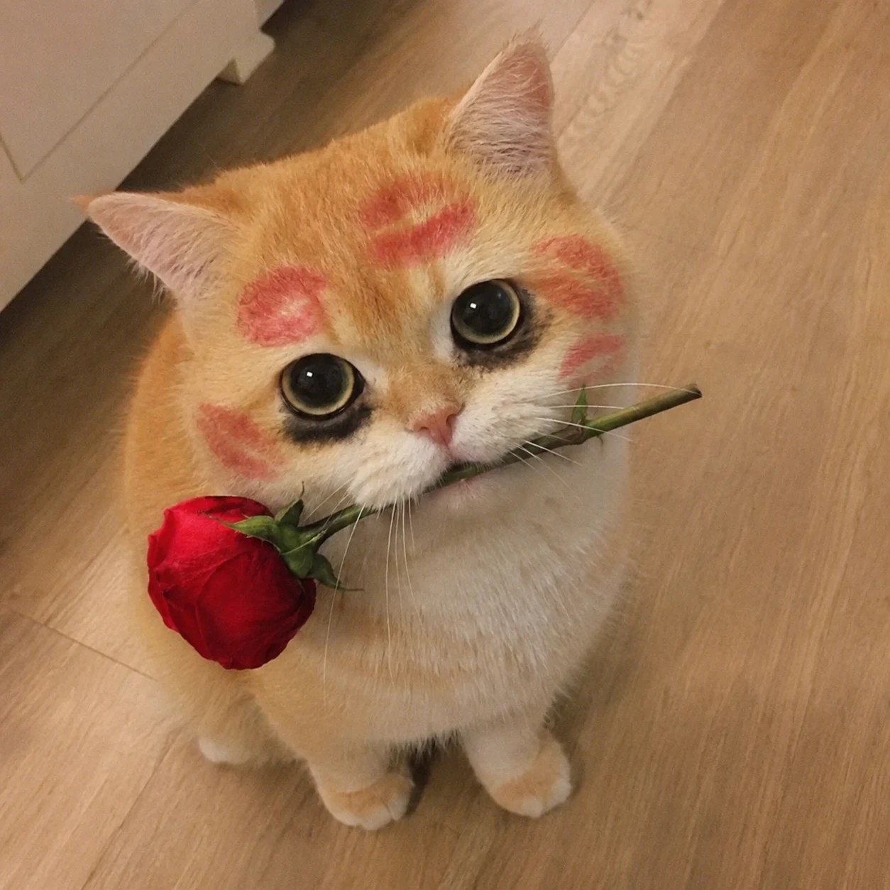 Kiss-Marked Rose Cat with expressive pet reaction energy, made for stickers, memes, and social sharing